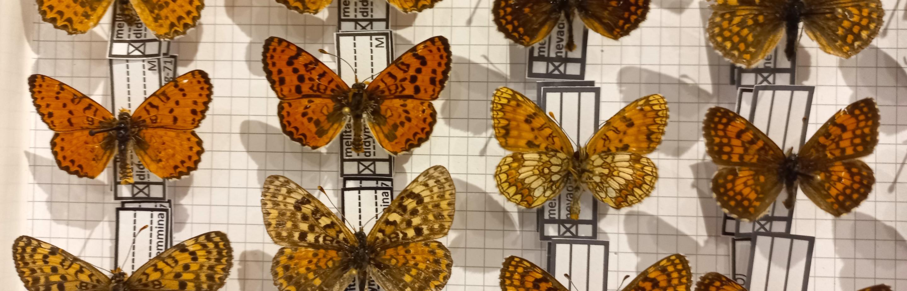 Particolare della collezione di farfalle