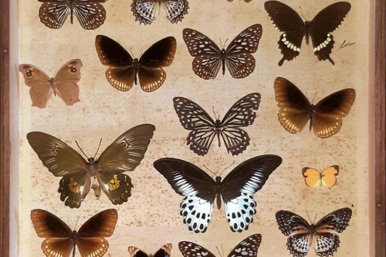 Farfalle raccolte da Guido Gozzano