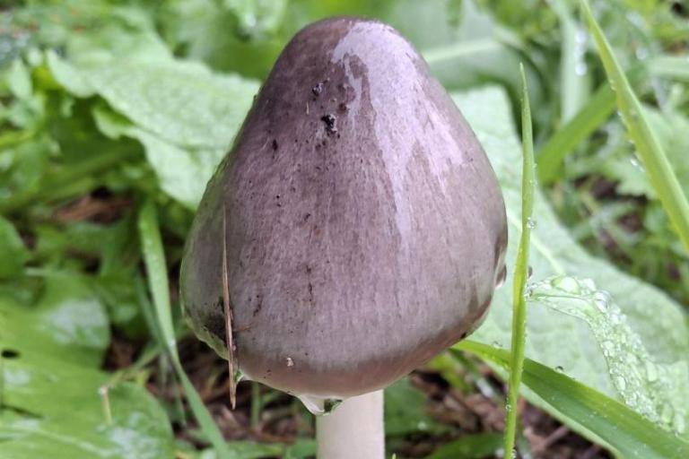 Volvopluteus gloiocephalus