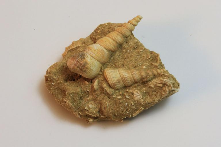 Fossile di Turritella terebralis
