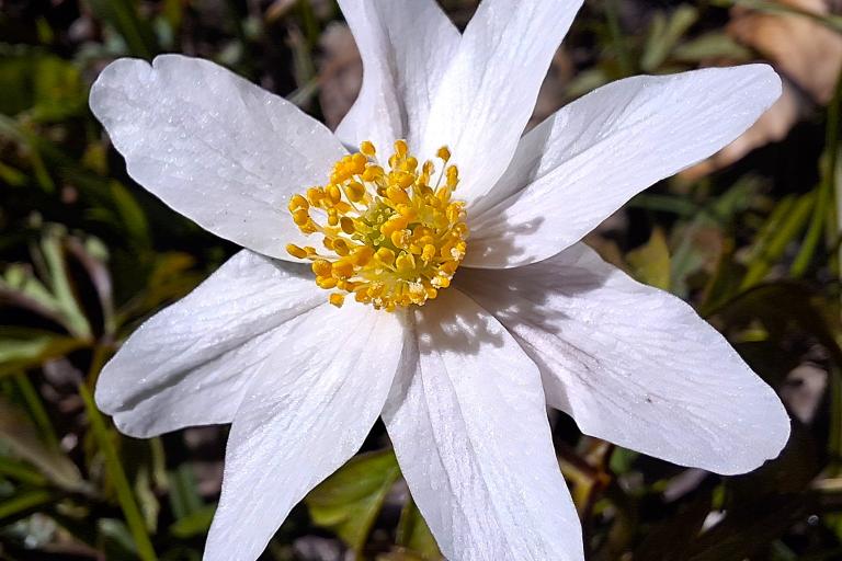 Fiore bianco di Anemone nemorosa