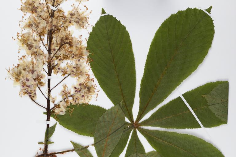 Aesculus hippocastanus