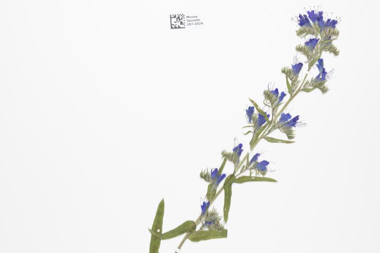 Echium vulgare