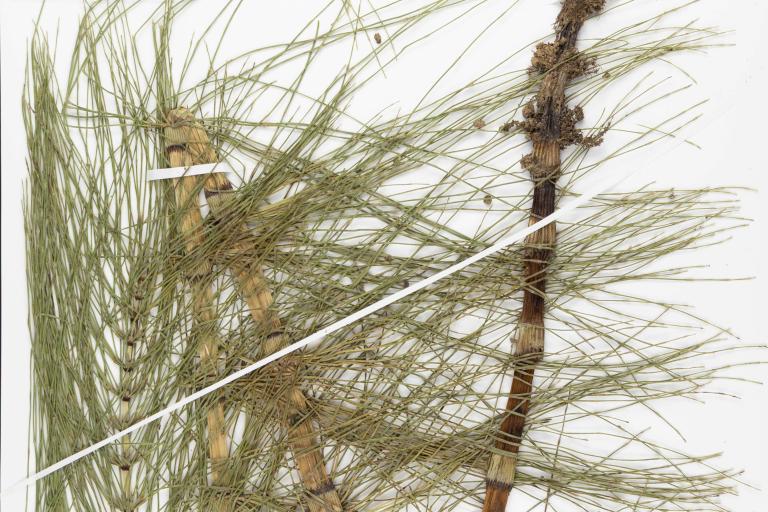 Equisetum telmateia