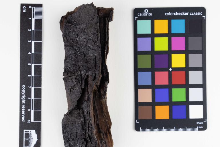 Frammento di legno fossile