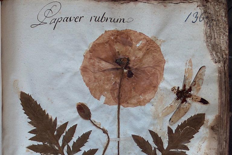 Papaver rubrum nell'erbario di fra Bottalini