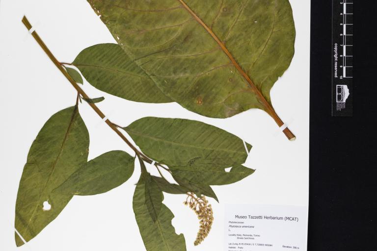 Phytolacca americana