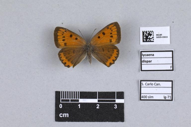 Esemplare della farfalla Lycaena dispar