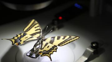 Farfalla Papilio machaon