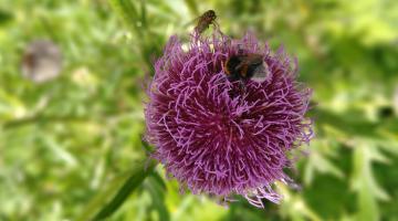 Fiore di cardo con insetti