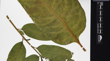 Phytolacca americana