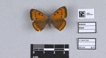 Esemplare della farfalla Lycaena dispar