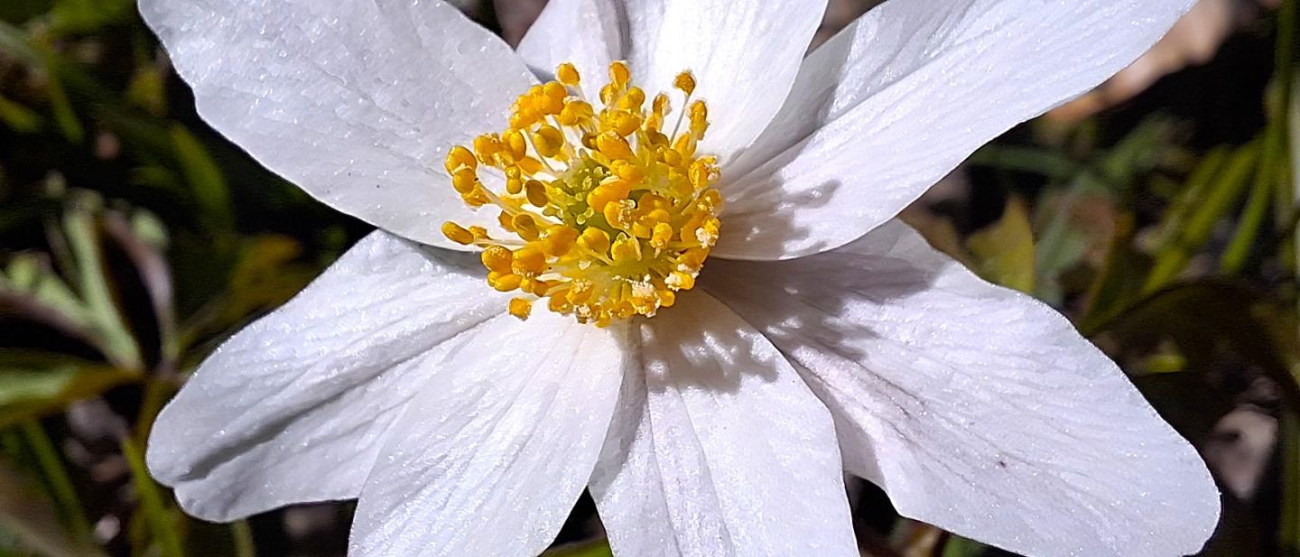 Fiore bianco di Anemone nemorosa