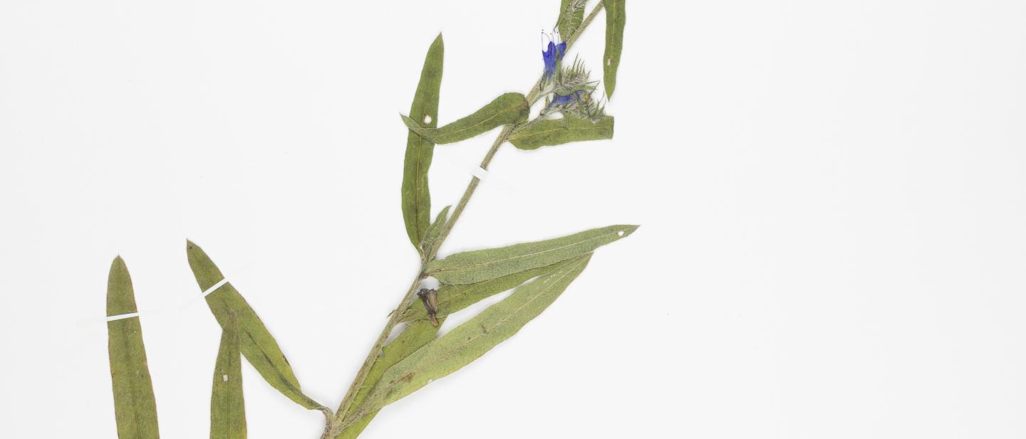 Echium vulgare