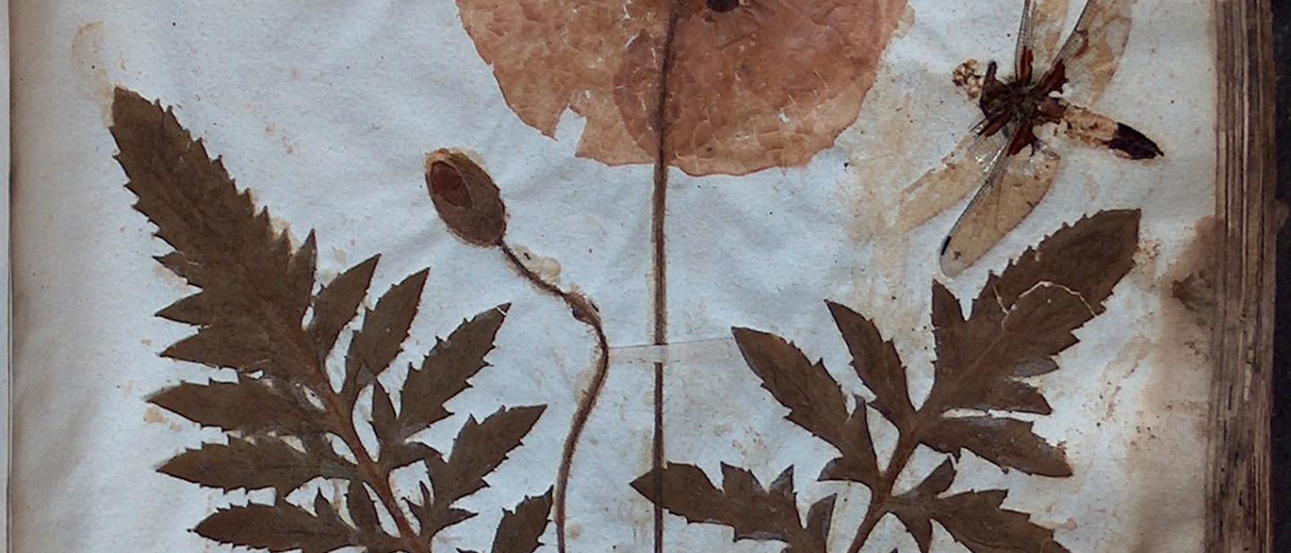 Papaver rubrum nell'erbario di fra Bottalini