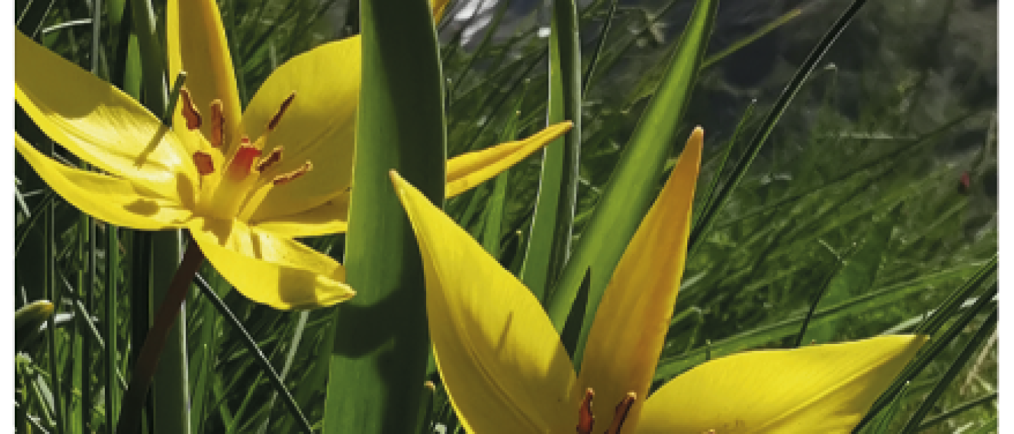 Copertina della Flora delle Valli di Lanzo