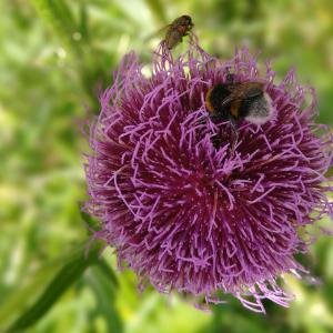 Fiore di cardo con insetti