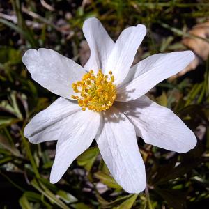 Fiore bianco di Anemone nemorosa