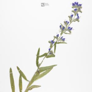 Echium vulgare