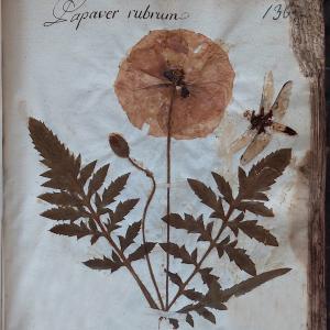 Papaver rubrum nell'erbario di fra Bottalini
